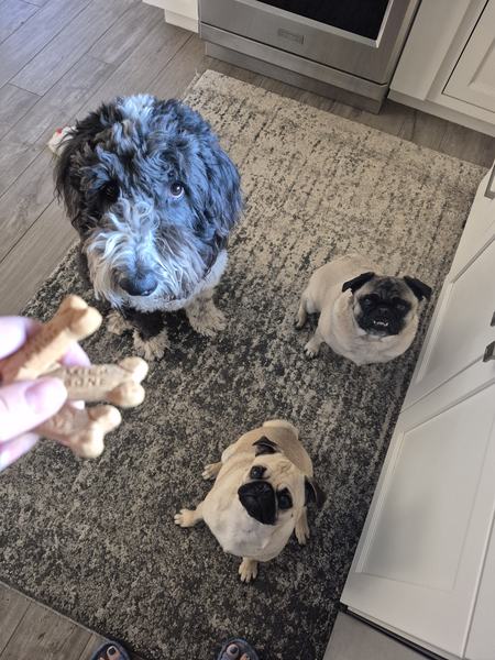 A fluffy doodle and two pugs sitting nicely for dog biscuits